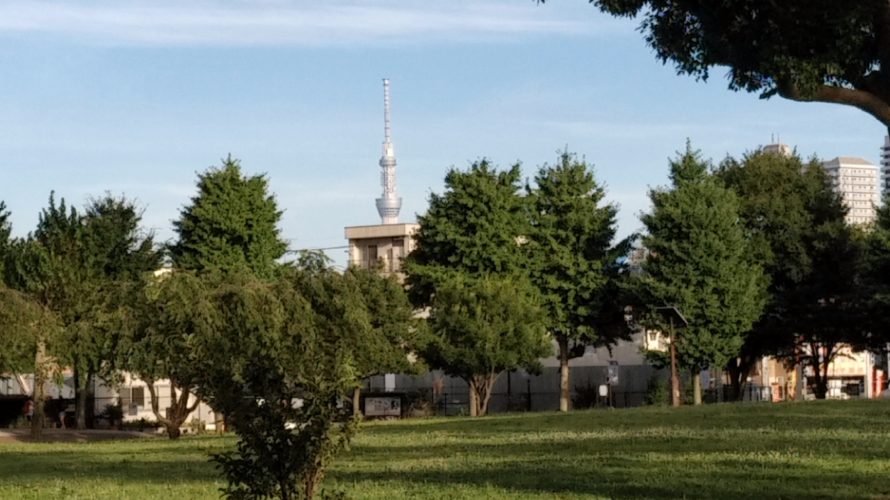 うだるような猛暑が続いていますが…ところで尾久の原公園の池に一羽のカモが…？