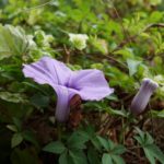 荒川区の子どもの相対的貧困率は？区民の課税状況からみると25%越えか？！