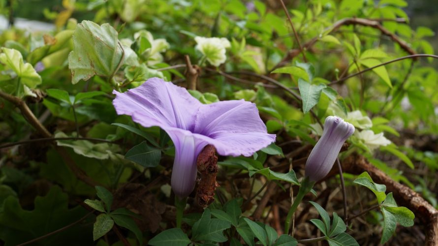 荒川区の子どもの相対的貧困率は？区民の課税状況からみると25%越えか？！