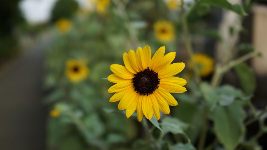 荒川区の基金積立の理由は公共施設改修など…？建設・改修の財源は起債50%・基金15%