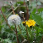 2040年一人暮らし高齢者896万人へ(国立社会保障・人口問題研究所）、荒川区は2015年で1.2万人超ですが…