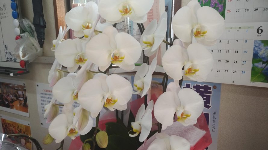 2019年区議選で日本共産党区議団は、区議会第２党、女性議員３人で男女同数の議員団へ