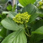 荒川区の要支援1・2の介護予防事業のとりくみは…？4年間で対象21%増、訪問・通所介護利用20%減！