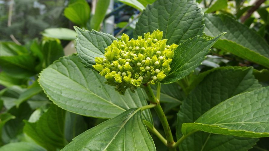 荒川区の要支援1・2の介護予防事業のとりくみは…？4年間で対象21%増、訪問・通所介護利用20%減！